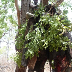 Hunting dangerous game with bait in Tanzania