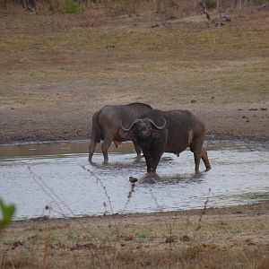 Hunting Cape Buffalo in Tanzania