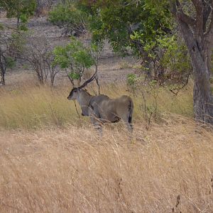 East African Eland Tanzania