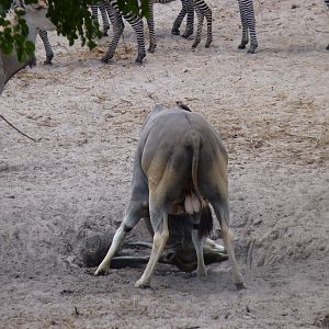 East African Eland Tanzania