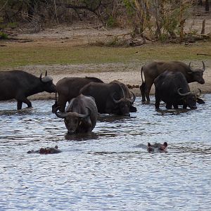 Hunting Cape Buffalo in Tanzania