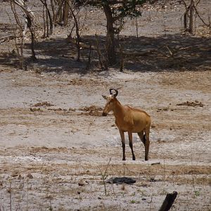 Lichtenstein's Hartebeest in Tanzania