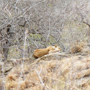 Lioness on spy point... Tanzania