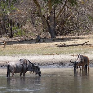 Nyasaland Gnu in Tanzania