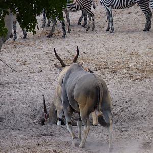 East African Eland Tanzania