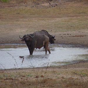 Cape Buffalo hunting in Tanzania