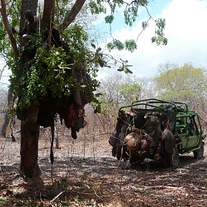 Baiting for dangerous game hunting in Tanzania