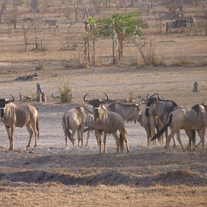 Nyasaland Gnu in Tanzania