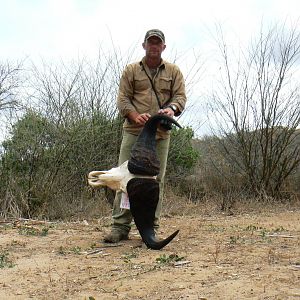 Cape Buffalo skull