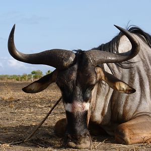 Nyasaland Gnu hunted in Tanzania