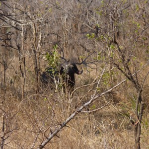 Hunting Cape Buffalo in Tanzania