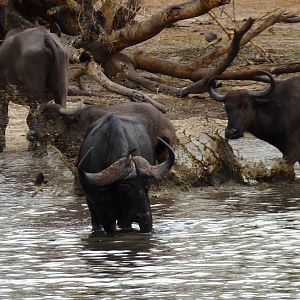 Cape Buffalo in Tanzania