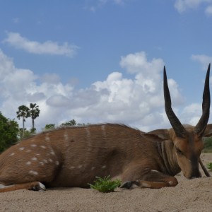 Hunting Bushbuck in Tanzania