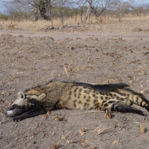 Civet Cat hunted in Tanzania