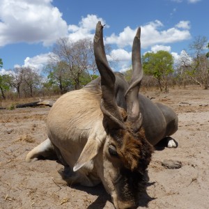 East African Eland hunted in Tanzania