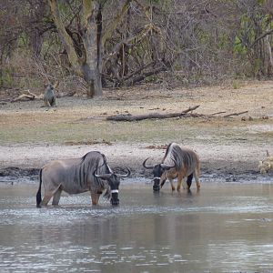 Nyasaland Gnu in Tanzania