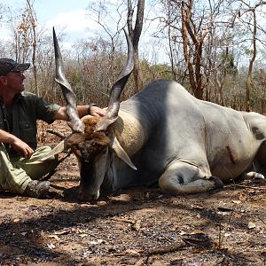 East African Eland hunted in Tanzania