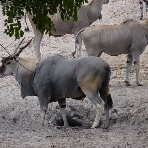 East African Eland in Tanzania