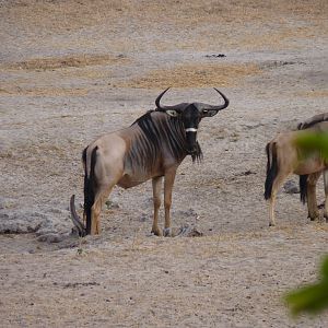 Nyasaland Gnu in Tanzania