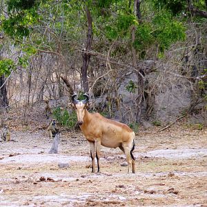 Lichtenstein's Hartebeest in Tanzania