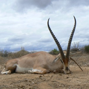 25" Grant Gazelle hunted in Tanzania