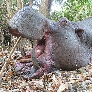 Hunting Hippo in Tanzania