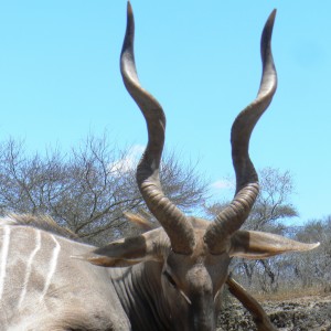 28" Lesser Kudu hunted in Tanzania