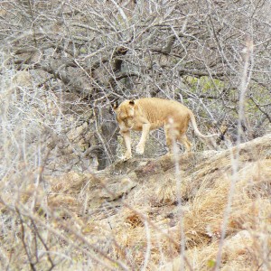 Lioness on spy point... Tanzania