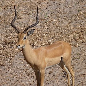 Hunting Impala Tanzania