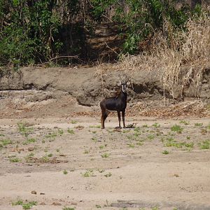 Hunting Sable in Tanzania