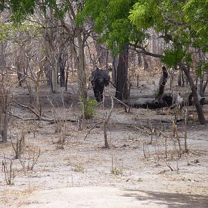 Cape Buffalo in Tanzania