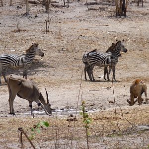 Hunting in Tanzania