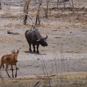 Cape Buffalo in Tanzania