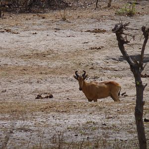 Lichtenstein's Hartebeest in Tanzania