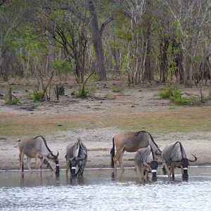 Nyasaland Gnu in Tanzania