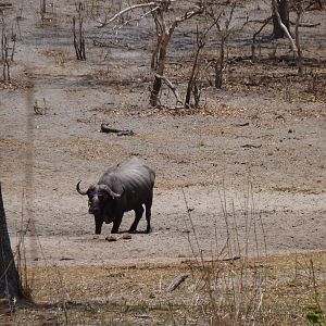 Cape Buffalo in Tanzania