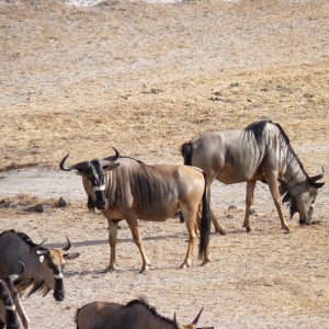 Nyasaland Gnu in Tanzania