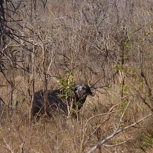 Cape Buffalo in Tanzania