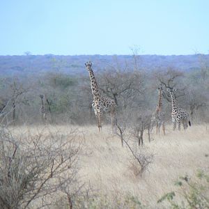 Giraffe in Tanzania