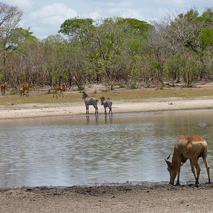 Hunting in Tanzania