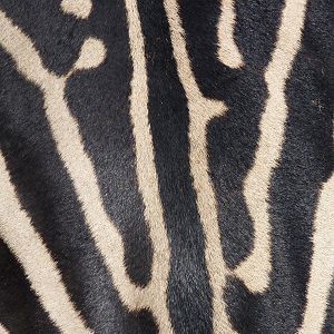 Zebra skin