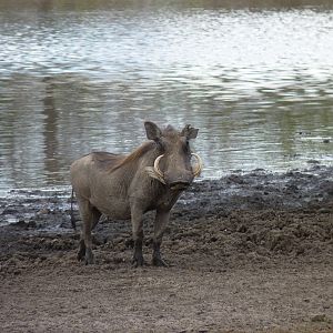 Warthog in Tanzania