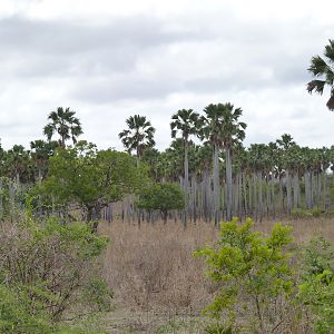 Hunting in Tanzania