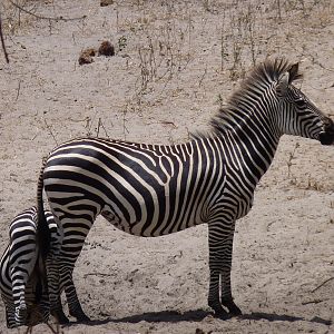 Zebra in Tanzania