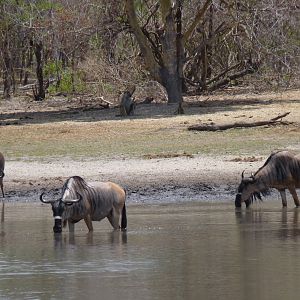 Nyasaland Gnu in Tanzania