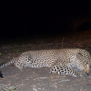 Hunting Leopard Tanzania