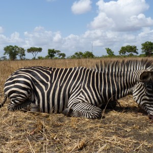 Hunting Zebra in Tanzania