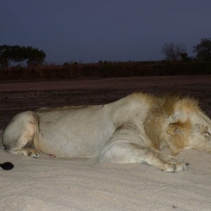 Hunting Lion Tanzania