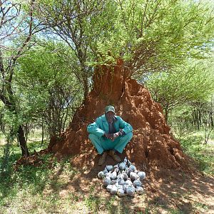 Omajowa termite hill mushrooms Namibia