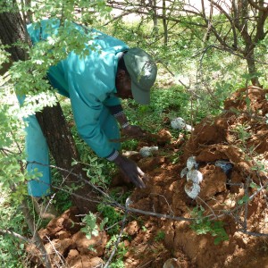 Omajowa termite hill mushrooms Namibia